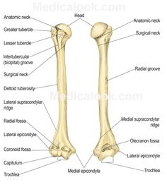 the bones of the lower limbs and upper limbs are labeled in this diagram with labels