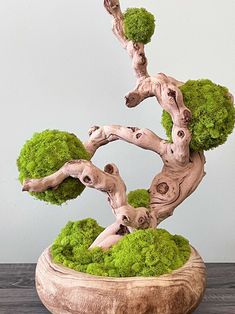 a bonsai tree with moss growing on it's branches in a wooden bowl