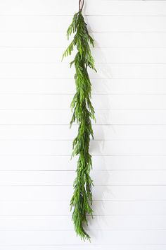 a green plant hanging from the side of a white wall