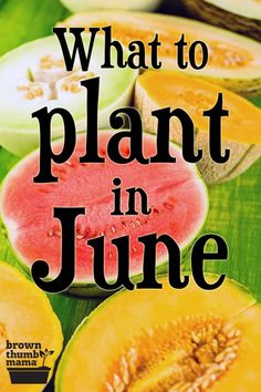 what to plant in june book cover with watermelon and melons on the table