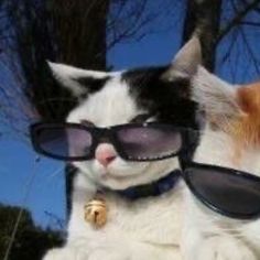 three cats wearing sunglasses on top of a car