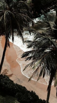 two palm trees on the beach with waves coming in from the water and sand behind them