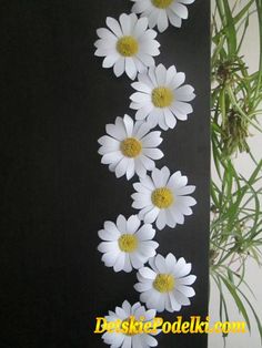 white daisies are arranged on a black background