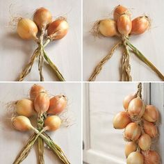 four pictures show the stages of growing onions from seed to head, and then starting to wilt