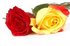 two red and yellow roses on a white background