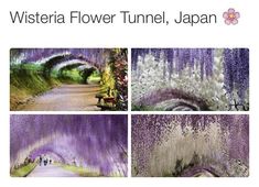 the wisteria flower tunnel, japan is one of the most beautiful places in the world