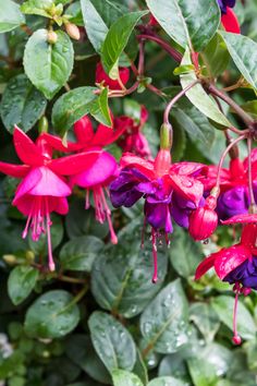 red and purple flowers with green leaves in the background