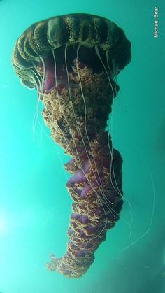 an underwater view of a jellyfish in the water with it's tentacles exposed