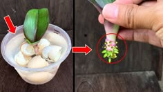 two pictures showing the process of growing an egg plant and then starting to open it