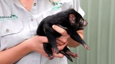 a woman holding a small black animal in her hands