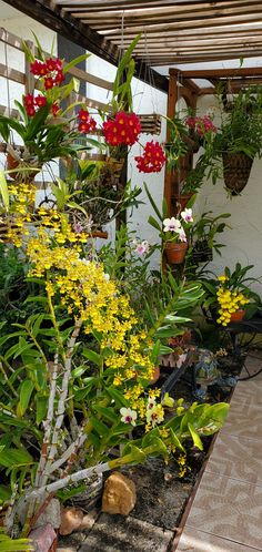 many different types of flowers and plants in pots on the ground near a building with a wooden roof