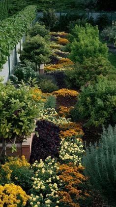 many different types of flowers in the garden