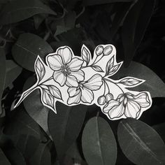 a black and white photo of some flowers on a plant with leaves in the background