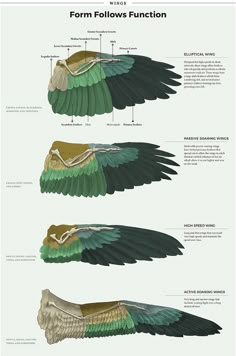 different types of wings and their functions