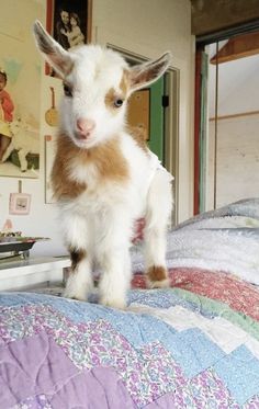 a baby goat standing on top of a bed