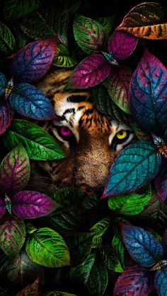 Radiant WhatsApp Wallpaper Ideas Fantasy Tiger, Wallpaper Fantasy, Iphone Wallpaper Hd, Background 4k, Animal Illustration Art, Tiger Pictures, Spirit Animal Art, Animal Print Wallpaper, Afrocentric Art