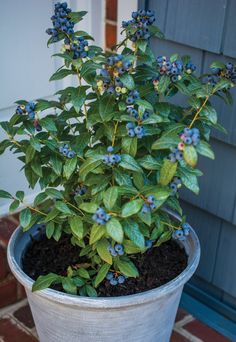 a potted plant with blue flowers and green leaves