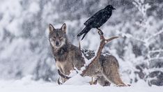 two gray wolfs and a black bird in the snow