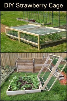 an outdoor vegetable garden is shown in two different stages