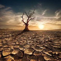 a dead tree in the middle of a barren area with water and dirt on it