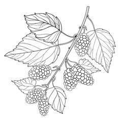 blackberries on the branch with leaves coloring page for adults and kids, printable