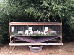 several animals in cages sitting on top of a wooden bench next to bushes and trees