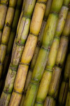 a close up view of some green bamboo stalks