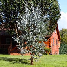 a small tree in front of a log cabin