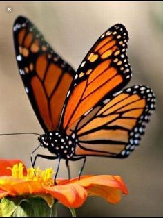 a butterfly sitting on top of an orange flower