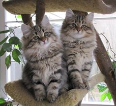 two kittens sitting in a cat tree looking at the camera while one looks on