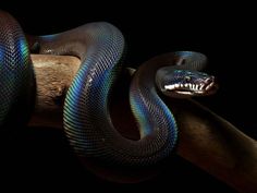 a blue and black snake on a branch