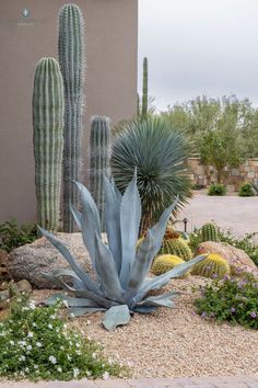 an assortment of cactus and succulents in a desert garden with gravel ground