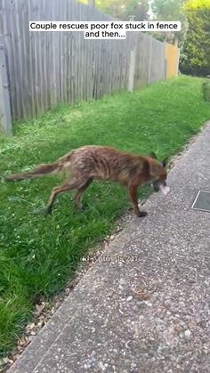 a cat walking across a sidewalk next to a grass covered yard with a sign that says, couple rescue poor fox stuck in fence and then