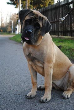 a large brown dog sitting on top of a street next to a fence and grass