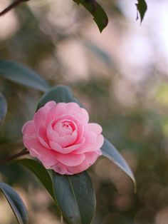 a pink flower is blooming on a tree branch