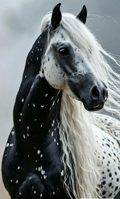 a black and white horse with long hair