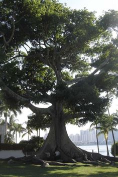 a large tree in the middle of a park with water and buildings in the background