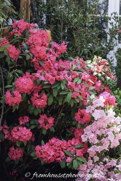 pink and white flowers are growing in the garden