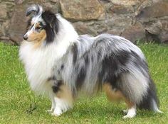 a shetland sheep dog standing in the grass