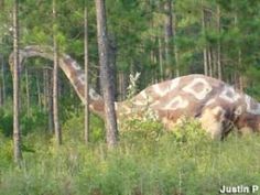 a giraffe standing in the middle of a forest