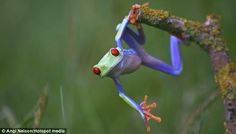 a red eyed tree frog hanging upside down on a branch