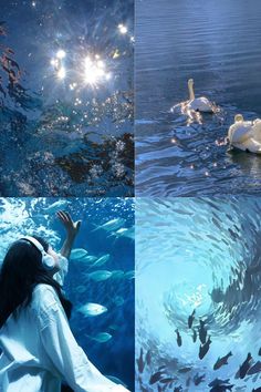 two pictures, one with a woman and the other with swans in water surrounded by fish