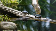 two turtles are sitting on a log in the water