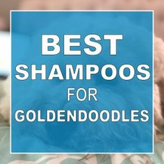 a dog laying on top of a bed with the words best shampoos for goldendoodles