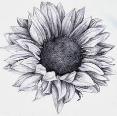 a drawing of a sunflower on a white paper