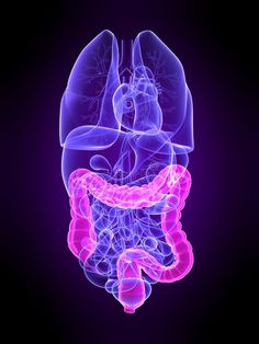 an image of the human stomach in purple and pink colors with text that reads, le colon