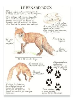 an animal's foot and tail are shown in this hand drawn diagram, which shows the