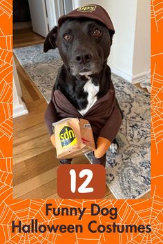 a black dog wearing a costume with the number 12 on it's chest and holding a bag of halloween treats