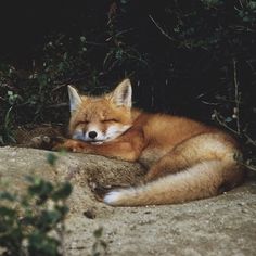 a red fox curled up sleeping on top of a rock