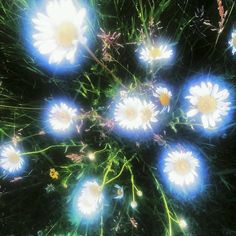 a bunch of flowers that are sitting in the grass with light shining on them,